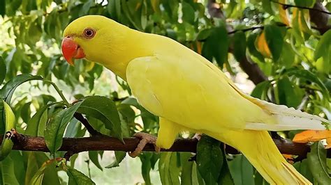 ringneck yellow parrot